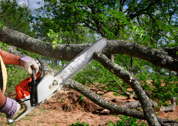 Tree and Shrub Care in Hazlehurst, GA